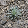 Plants: image 36 0f 70 thumb